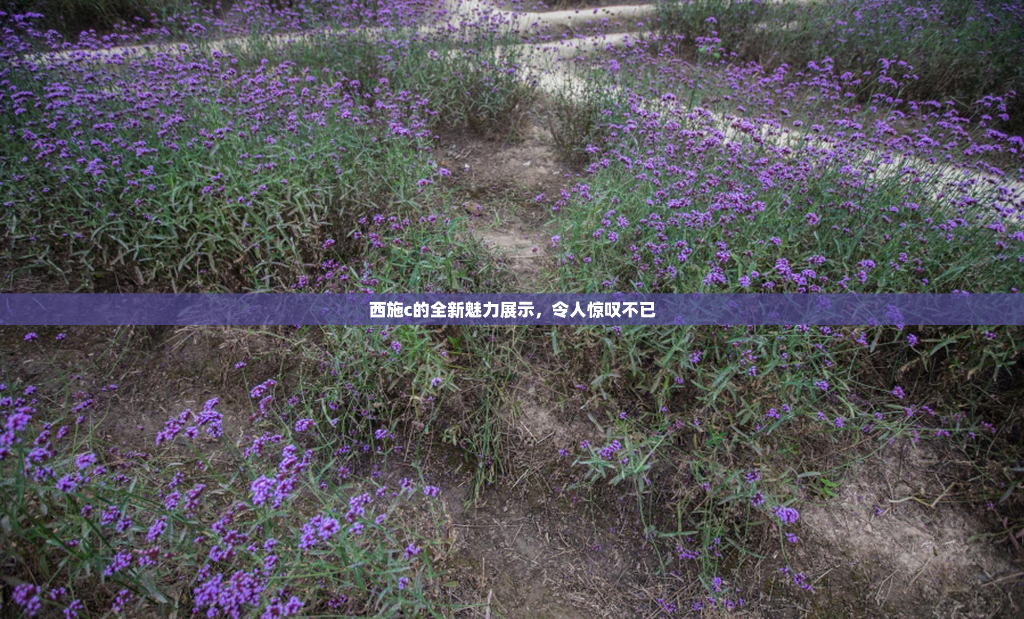 西施c的全新魅力展示，令人惊叹不已