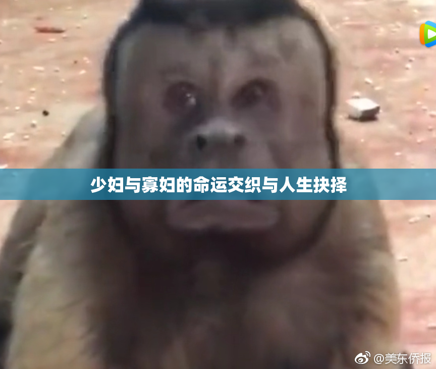 少妇与寡妇的命运交织与人生抉择