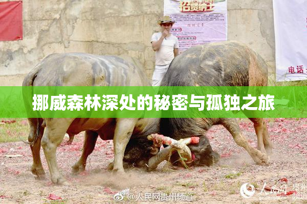挪威森林深处的秘密与孤独之旅