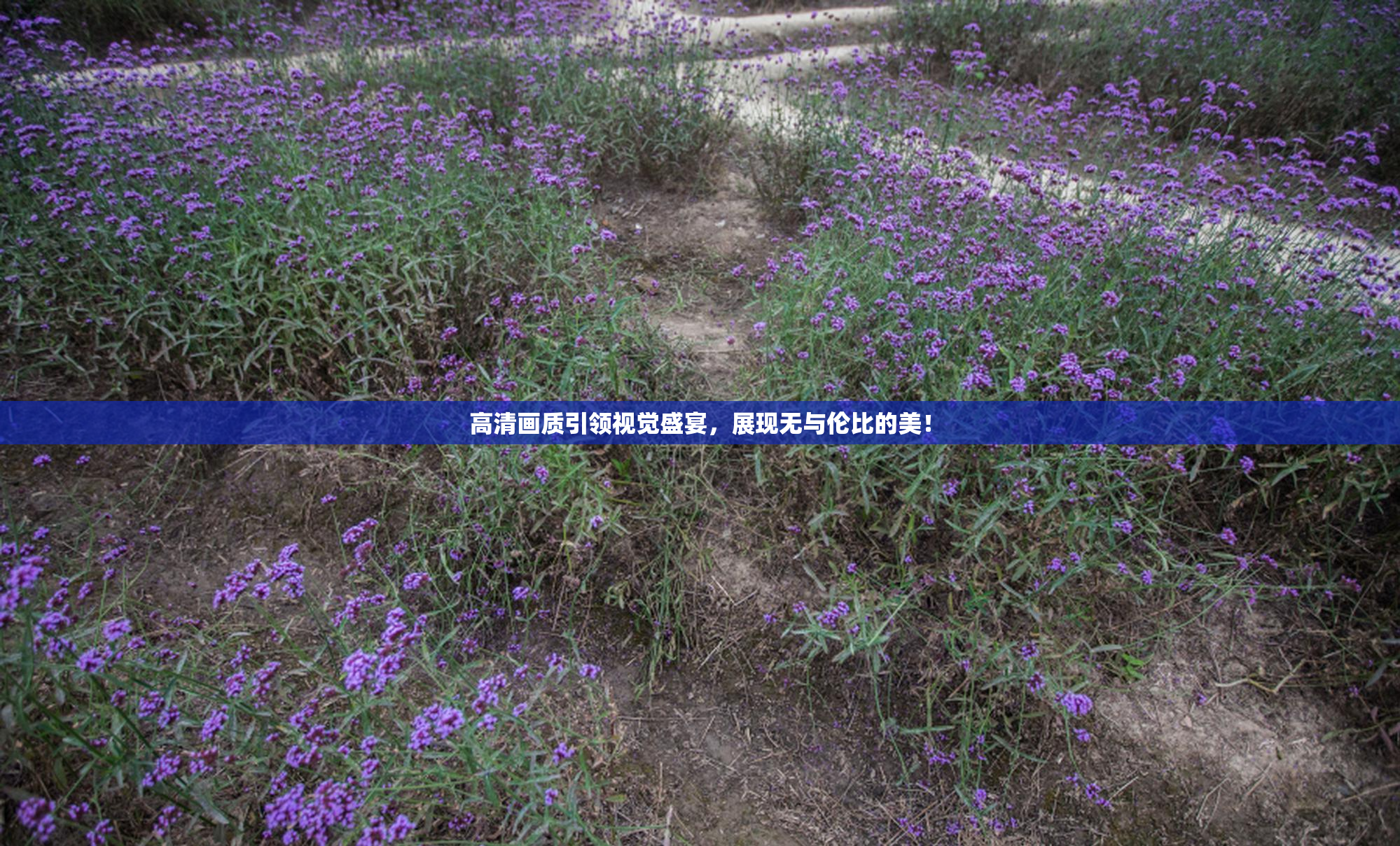 高清画质引领视觉盛宴，展现无与伦比的美！