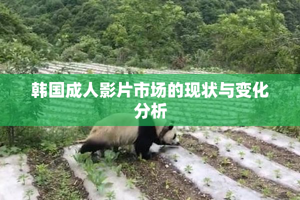 韩国成人影片市场的现状与变化分析