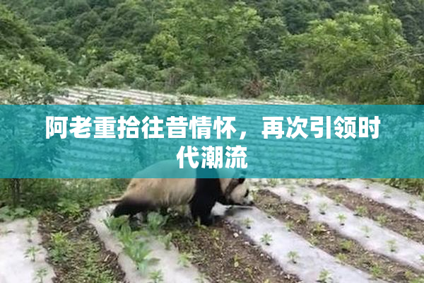 阿老重拾往昔情怀，再次引领时代潮流