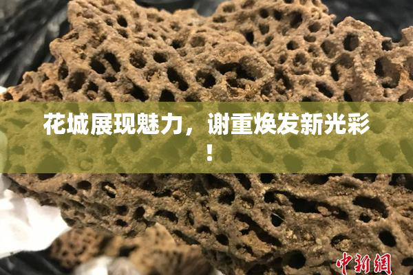 花城展现魅力，谢重焕发新光彩！