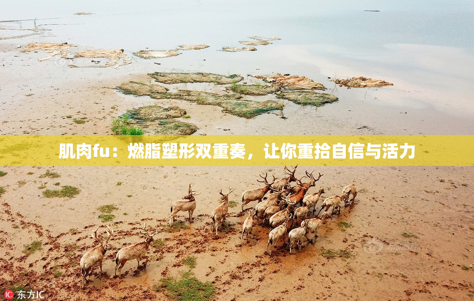 肌肉fu：燃脂塑形双重奏，让你重拾自信与活力