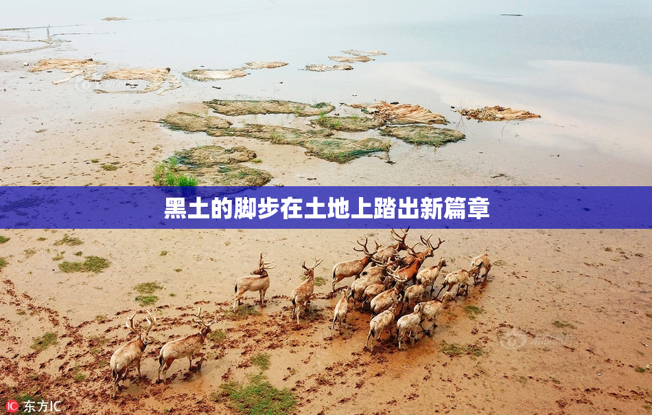黑土的脚步在土地上踏出新篇章