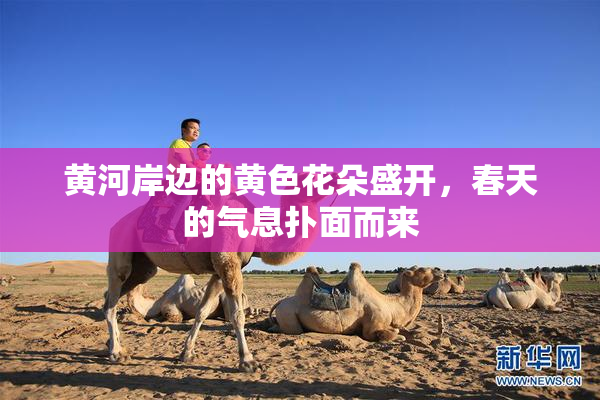 黄河岸边的黄色花朵盛开，春天的气息扑面而来