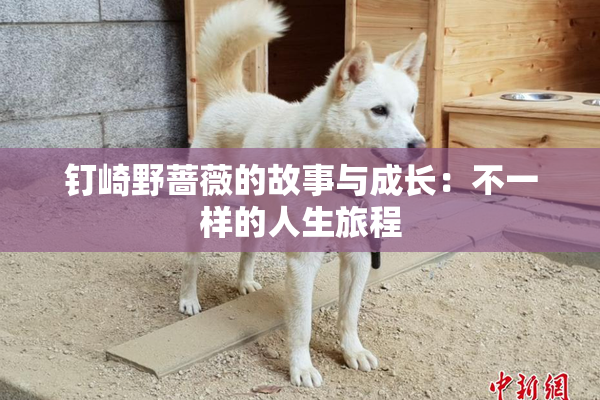 钉崎野蔷薇的故事与成长：不一样的人生旅程