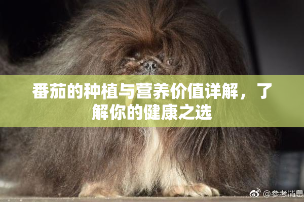 番茄的种植与营养价值详解，了解你的健康之选