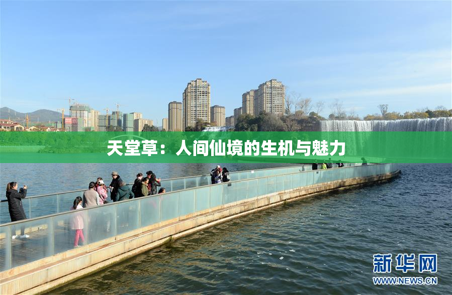 天堂草：人间仙境的生机与魅力
