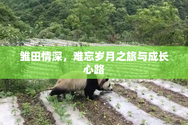 雏田情深，难忘岁月之旅与成长心路