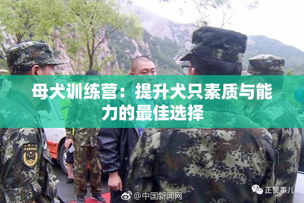 母犬训练营：提升犬只素质与能力的最佳选择