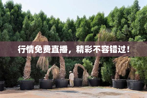 行情免费直播，精彩不容错过！