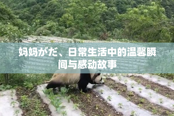 妈妈がだ、日常生活中的温馨瞬间与感动故事