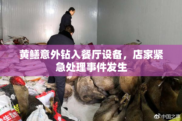 黄鳝意外钻入餐厅设备，店家紧急处理事件发生