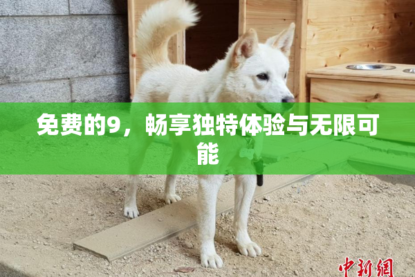 免费的9，畅享独特体验与无限可能