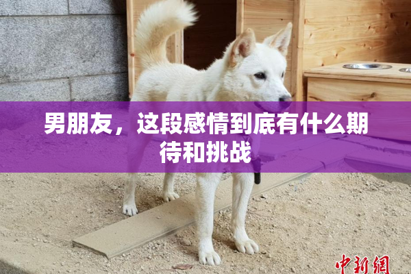 男朋友，这段感情到底有什么期待和挑战