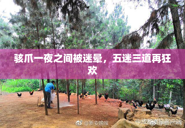 骇爪一夜之间被迷晕，五迷三道再狂欢