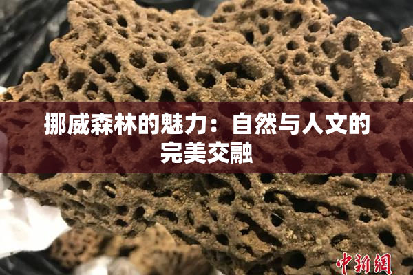 挪威森林的魅力：自然与人文的完美交融