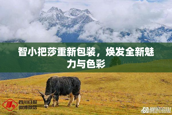 智小把莎重新包装，焕发全新魅力与色彩