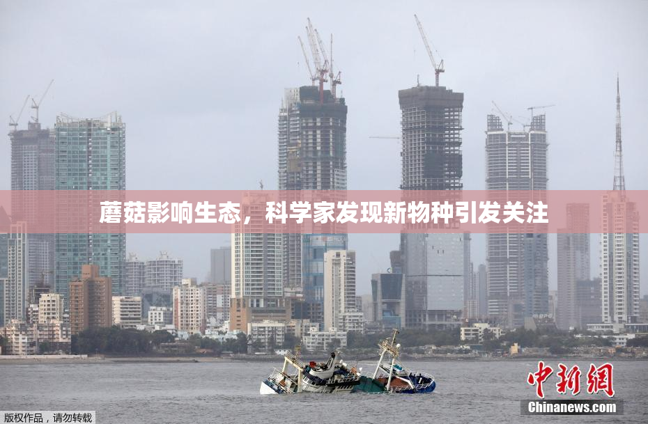 蘑菇影响生态，科学家发现新物种引发关注