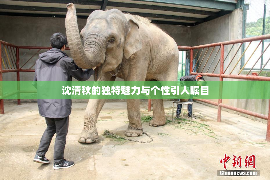 沈清秋的独特魅力与个性引人瞩目