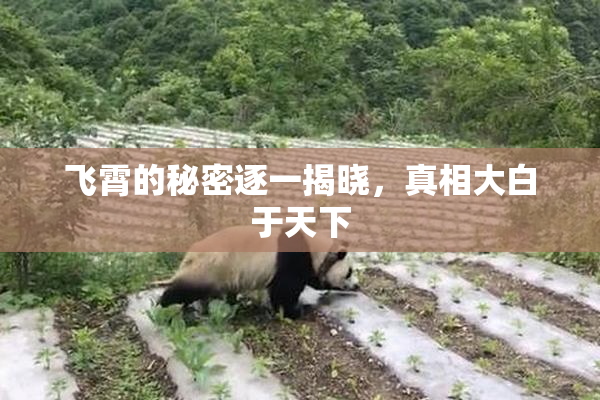 飞霄的秘密逐一揭晓，真相大白于天下