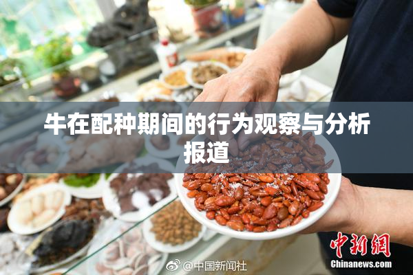 牛在配种期间的行为观察与分析报道