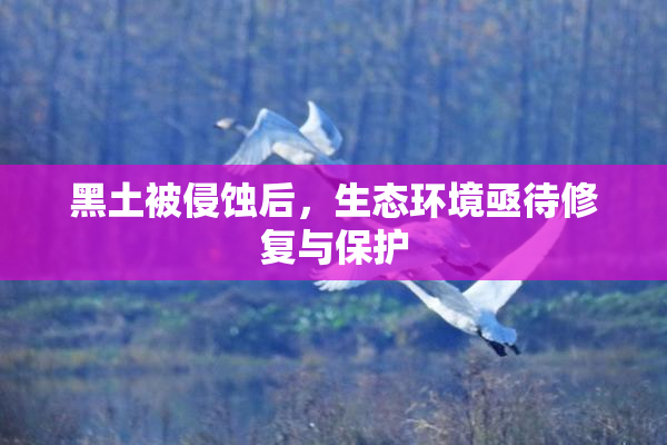 黑土被侵蚀后，生态环境亟待修复与保护