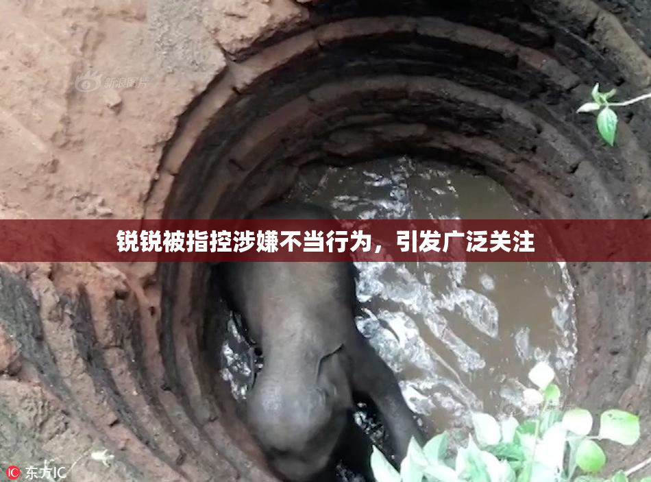 锐锐被指控涉嫌不当行为，引发广泛关注