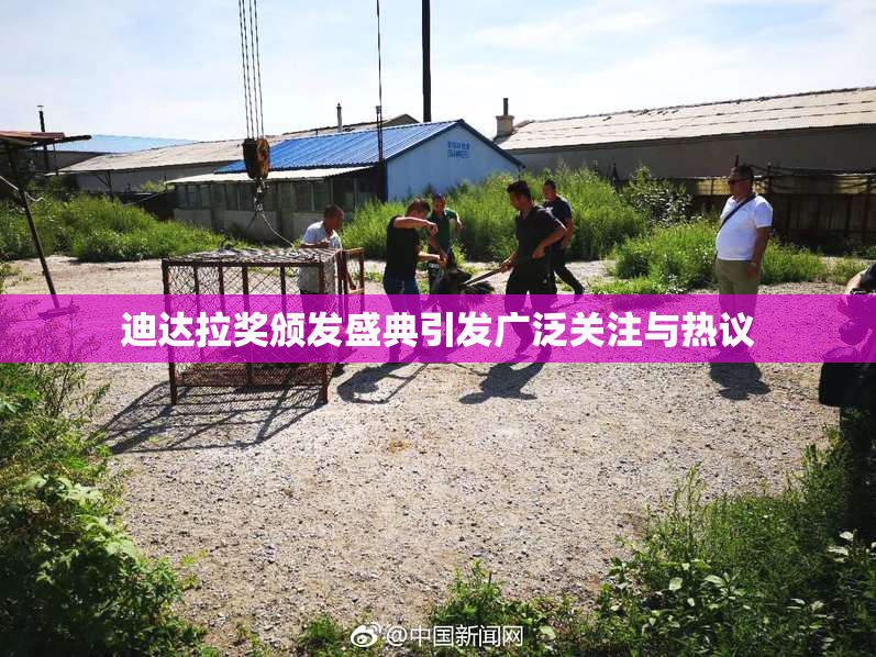 迪达拉奖颁发盛典引发广泛关注与热议