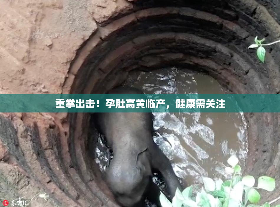 重拳出击！孕肚高黄临产，健康需关注