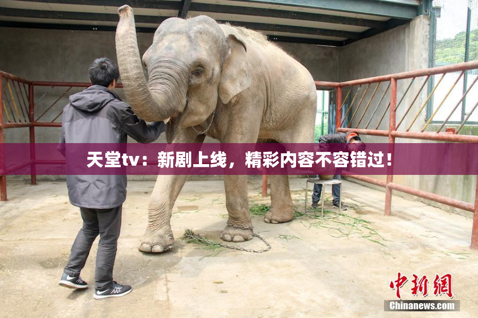 天堂tv：新剧上线，精彩内容不容错过！