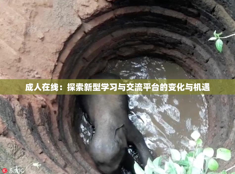 成人在线：探索新型学习与交流平台的变化与机遇