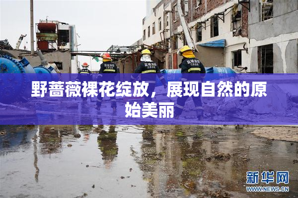 野蔷薇裸花绽放，展现自然的原始美丽