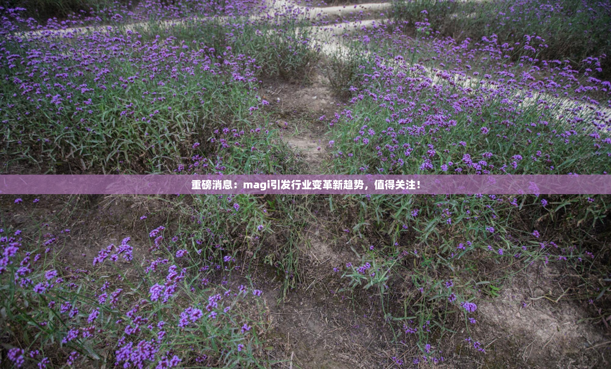 重磅消息：magi引发行业变革新趋势，值得关注！