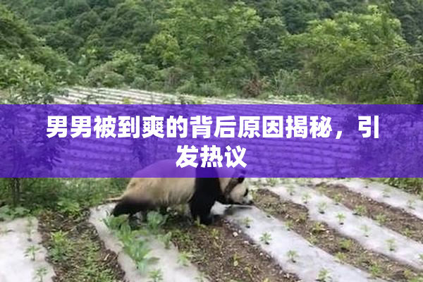 男男被到爽的背后原因揭秘，引发热议