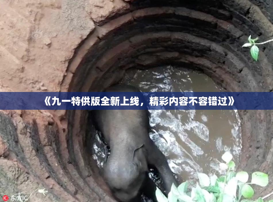 《九一特供版全新上线，精彩内容不容错过》