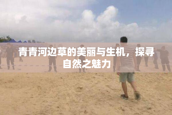 青青河边草的美丽与生机，探寻自然之魅力