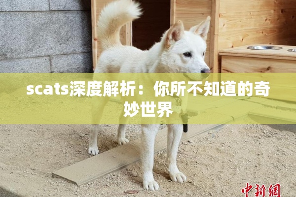 scats深度解析：你所不知道的奇妙世界
