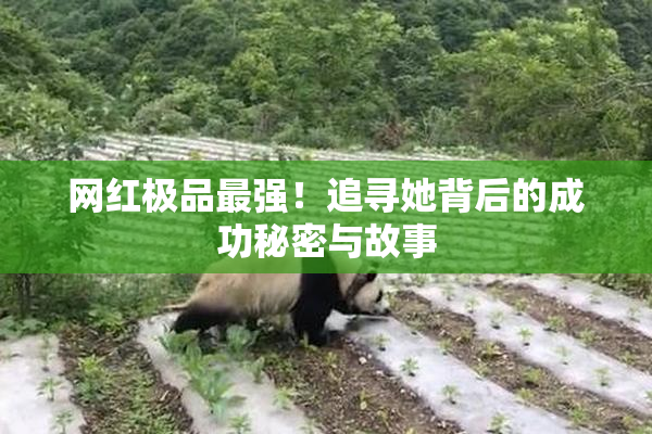 网红极品最强！追寻她背后的成功秘密与故事