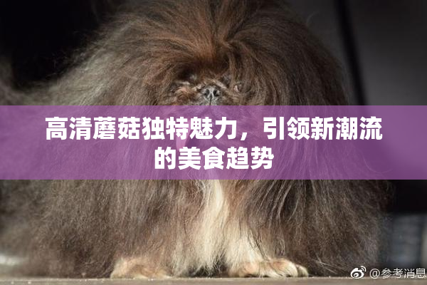 高清蘑菇独特魅力，引领新潮流的美食趋势