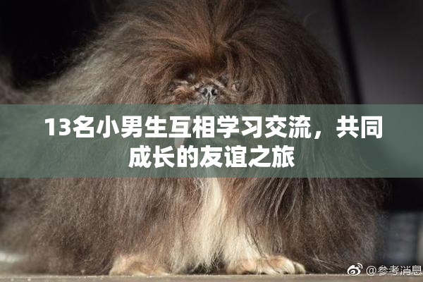 13名小男生互相学习交流，共同成长的友谊之旅