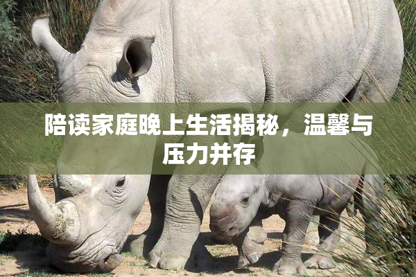 陪读家庭晚上生活揭秘，温馨与压力并存