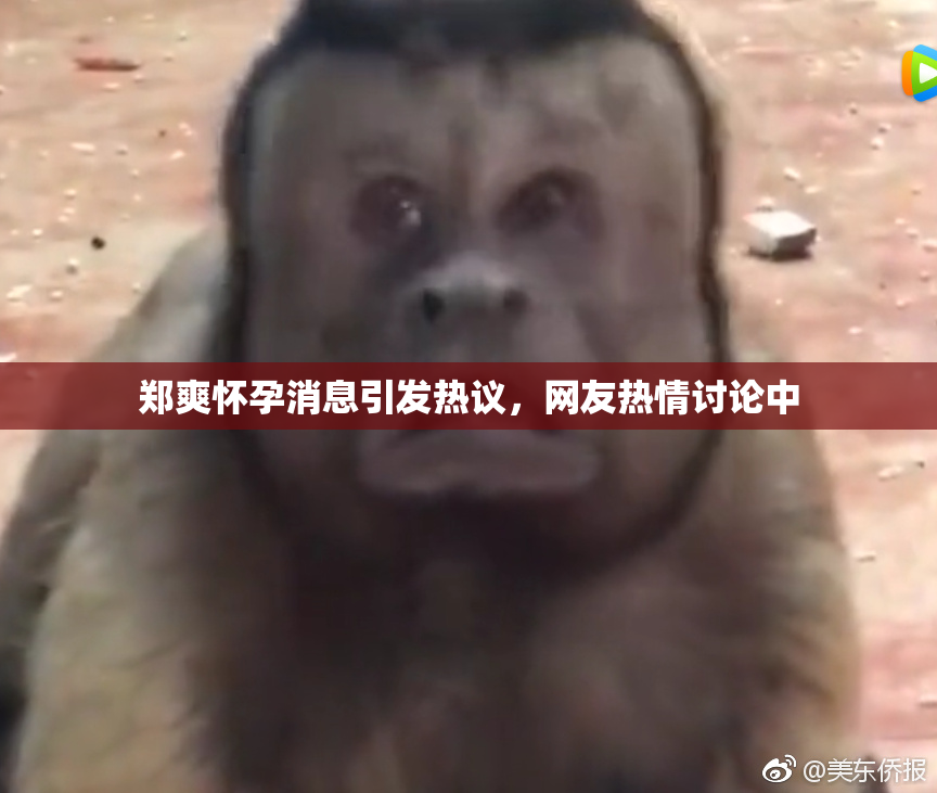 郑爽怀孕消息引发热议，网友热情讨论中