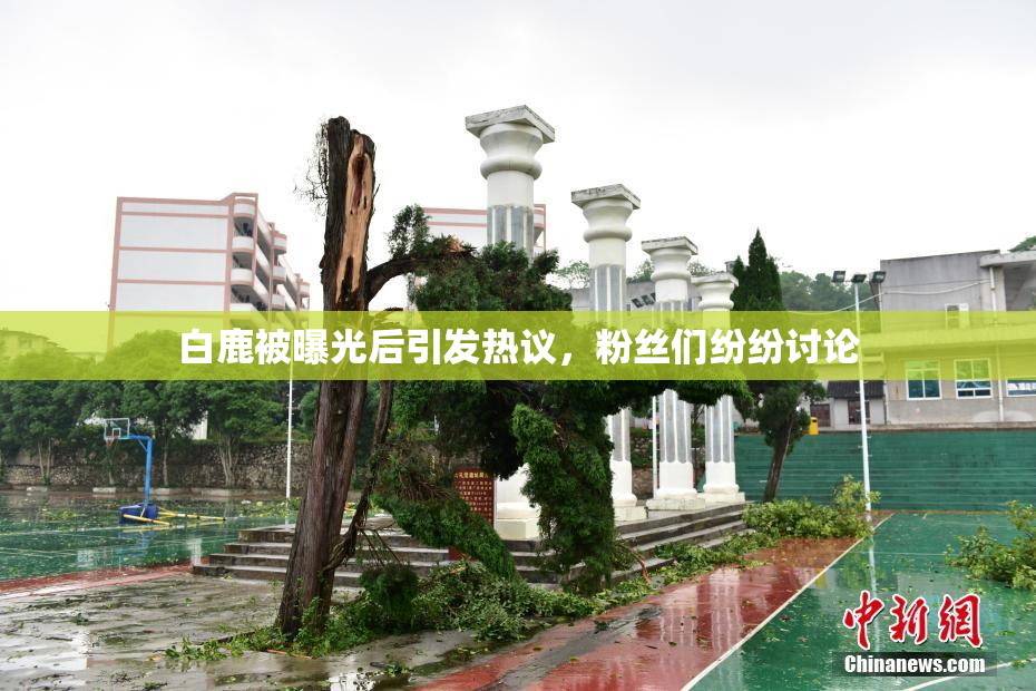 白鹿被曝光后引发热议，粉丝们纷纷讨论