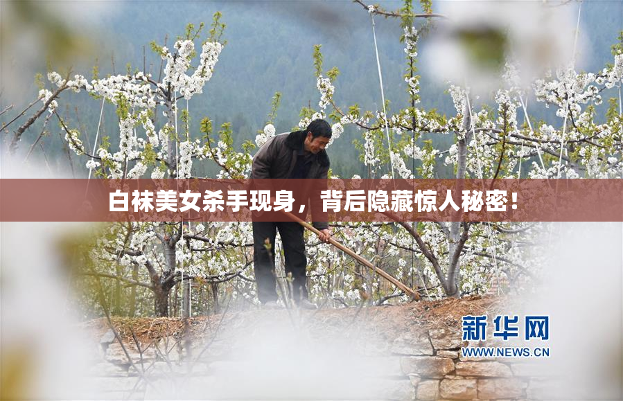 白袜美女杀手现身，背后隐藏惊人秘密！