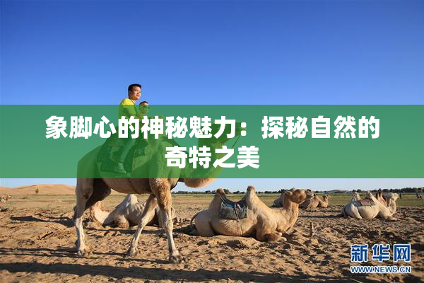 象脚心的神秘魅力：探秘自然的奇特之美