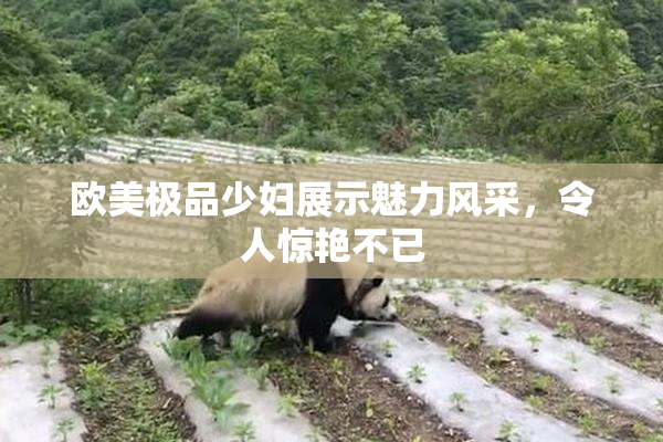 欧美极品少妇展示魅力风采，令人惊艳不已