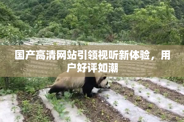 国产高清网站引领视听新体验，用户好评如潮