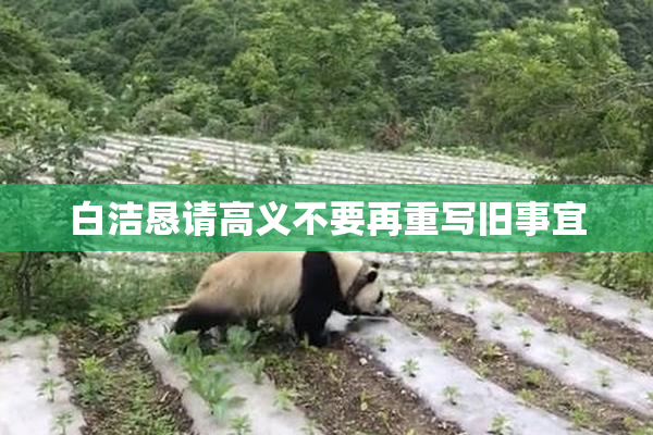 白洁恳请高义不要再重写旧事宜